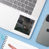 Grey Cat Looking Sticker (Laptop met iPhone)