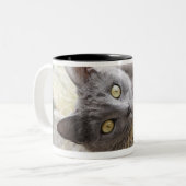 Grey Cat Lying in Pot, Olargues, Herault, Frankrij Tweekleurige Koffiemok (Voorkant links)