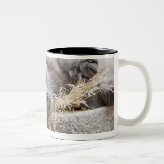Grey Cat Lying in Pot, Olargues, Herault, Frankrij Tweekleurige Koffiemok (Rechts)