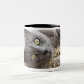Grey Cat Lying in Pot, Olargues, Herault, Frankrij Tweekleurige Koffiemok (Center)