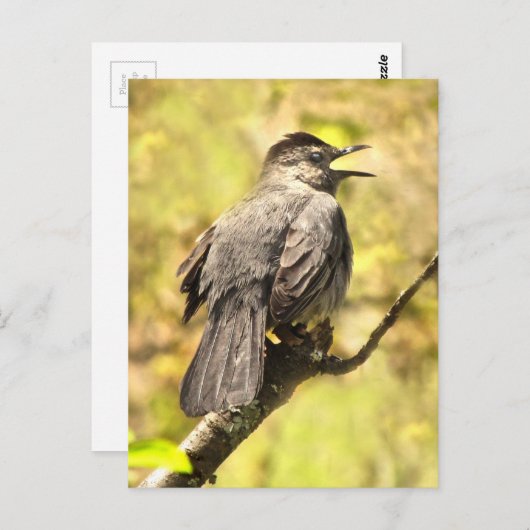 Grey Catbird Chante Sa Chanson Carte Postale (Devant / Derrière)