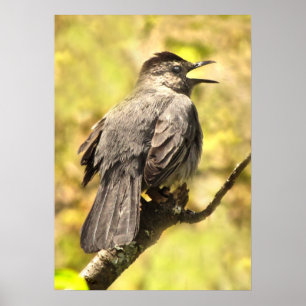 Grey Catbird Chante Son Affiche De Chanson