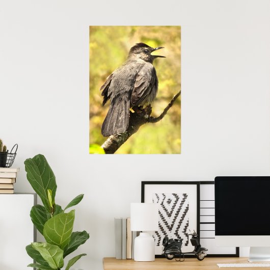 Grey Catbird Chante Son Affiche De Chanson (Bureau à domicile)
