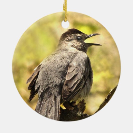 Grey Catbird Chante Son Ornement De Chanson (Dos)
