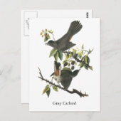 Grey Catbird, John Audubon Briefkaart (Voorkant / Achterkant)