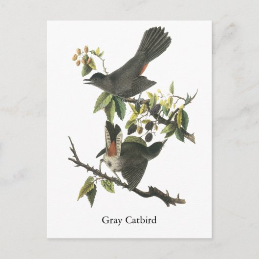 Grey Catbird, John Audubon Briefkaart (Voorkant)