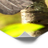 Grey Catbirds Chante Son Affiche De Chanson (Coin)