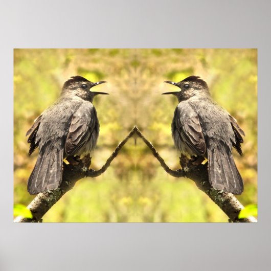 Grey Catbirds Chante Son Affiche De Chanson (Devant)