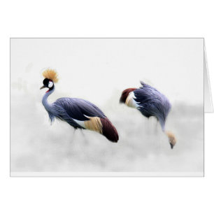 grey-crowned-crane