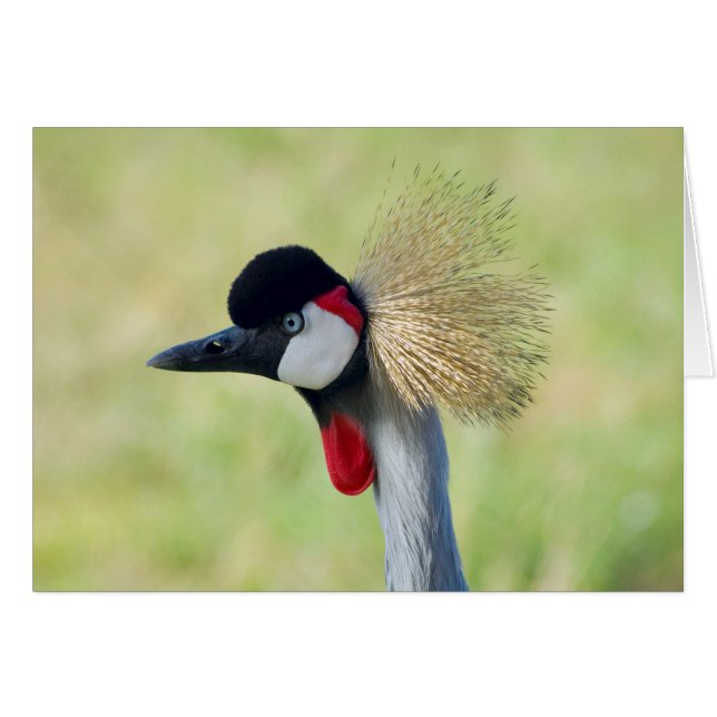 Grey Crowned Crane Profile (Voorkant Horizontaal)