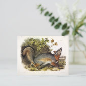 Grey Fox / Grey Fox Audubon's Amerikaanse viervoet Briefkaart (Staand voorkant)