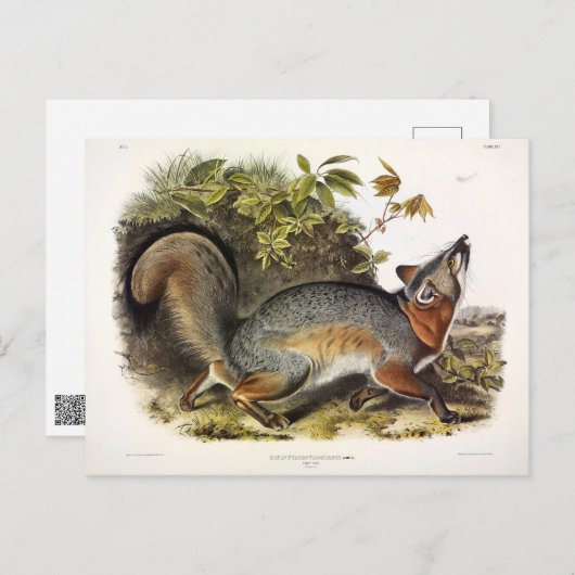 Grey Fox / Grey Fox Audubon's Amerikaanse viervoet Briefkaart (Voorkant / Achterkant)