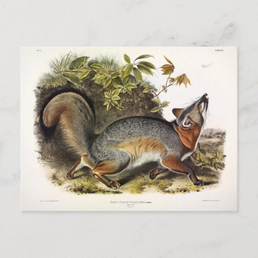 Grey Fox / Grey Fox Audubon's Amerikaanse viervoet Briefkaart (Voorkant)