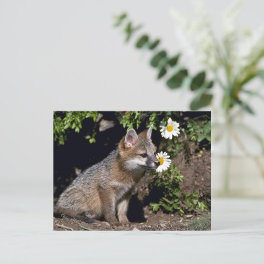 Grey Fox-young kit Briefkaart (Staand voorkant)