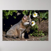 Grey Fox-young kit Poster (Voorkant)