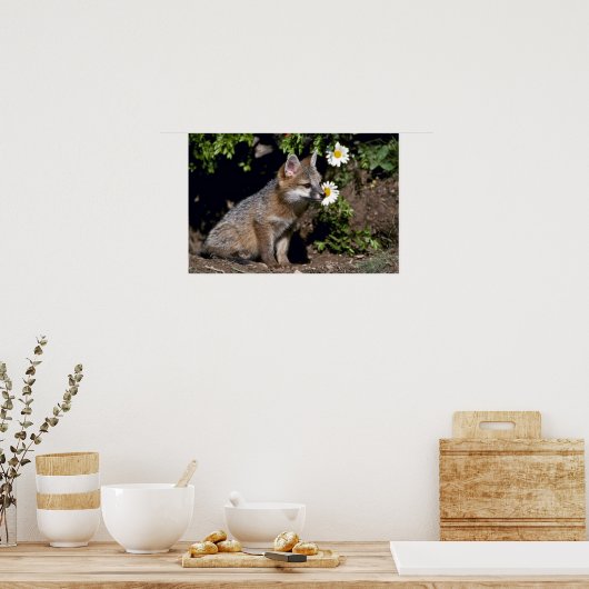 Grey Fox-young kit Poster (Keuken)