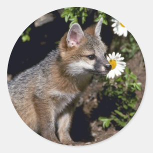 Grey Fox-young kit Ronde Sticker