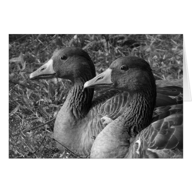 Grey Geese B&W (Devant horizontal)