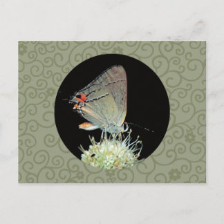 Grey Hairstreak Butterfly Briefkaart