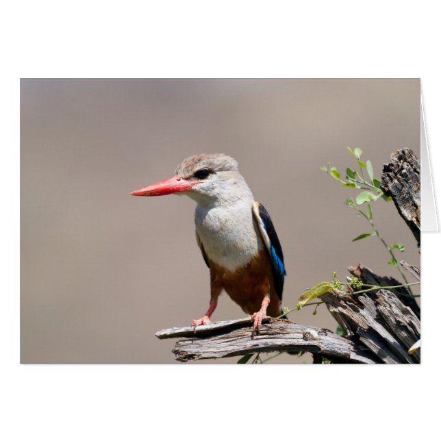 Grey-Headed Kingfisher (Devant horizontal)