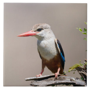 Grey-Headed Kingfisher Tegeltje