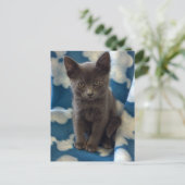 Grey Kitten Briefkaart (Staand voorkant)