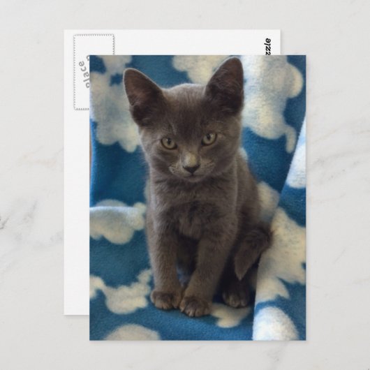 Grey Kitten Briefkaart (Voorkant / Achterkant)