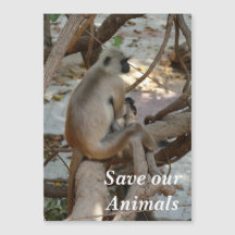 Grey Langur - Neem een Rest