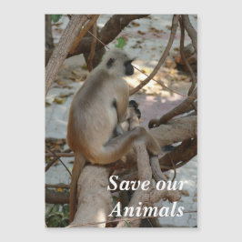 Grey Langur - Neem een Rest