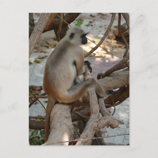 Grey Langur - Neem een Rest Briefkaart (Voorkant)