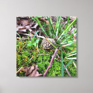 Grey Morel op canvas Afdruk