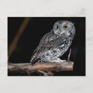 Grey Morph Eastern Screech Owl in Midnight Briefkaart