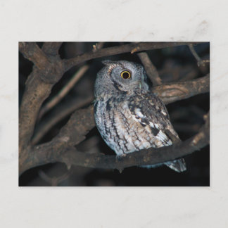 Grey Morph Eastern ScreechOwl bij nacht Briefkaart