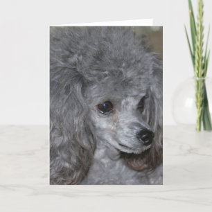 Grey Poodle Note Kaart
