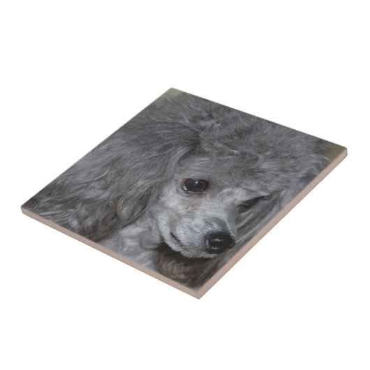 Grey Poodle Tile Tegeltje (Zijkant)