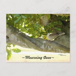 Grey rouwende duif vogel Briefkaart