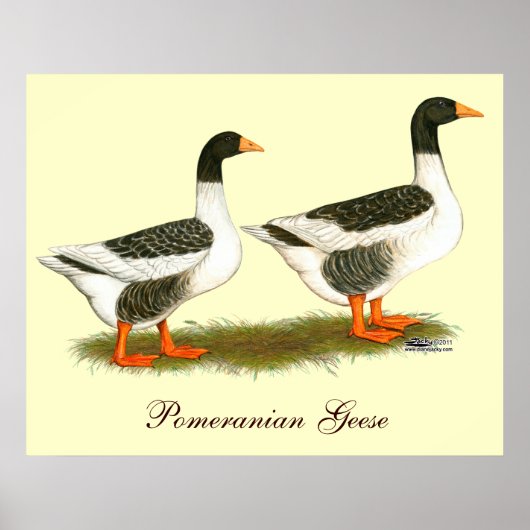 Grey Saddleback Geese Poster (Voorkant)