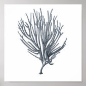 Grey Sealife Group 12A Afdrukken #6 Zee Koraal Poster (Voorkant)