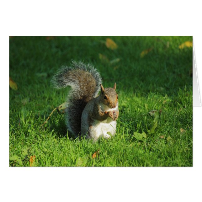 Grey Squirrel, Bute Park, Cardiff (Voorkant Horizontaal)