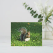 Grey Squirrel, Bute Park, Cardiff Briefkaart (Staand voorkant)