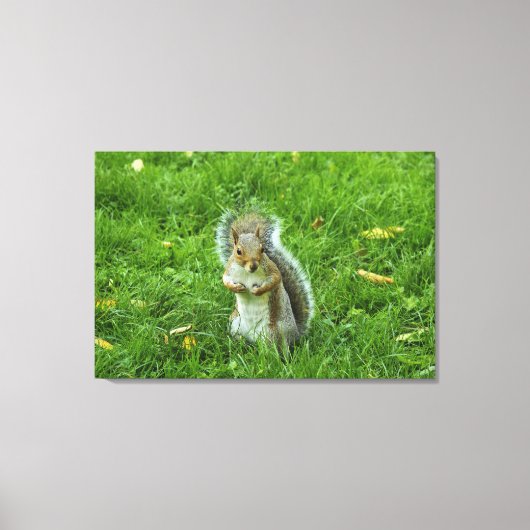 Grey Squirrel, Bute Park, Cardiff Canvas Afdruk (Voorkant)