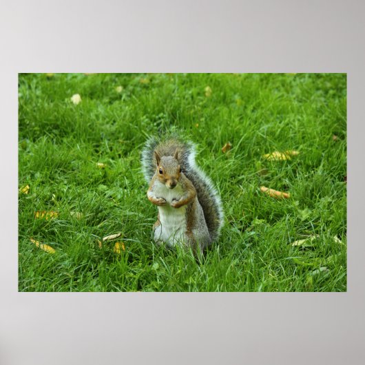 Grey Squirrel, Bute Park, Cardiff Poster (Voorkant)