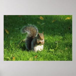 Grey Squirrel, Bute Park, Cardiff Poster