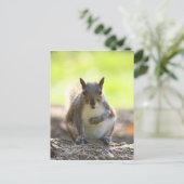 Grey Squirrel - Bute Park, Cardiff, Wales, VK Briefkaart (Staand voorkant)