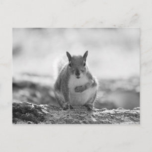 Grey Squirrel - Bute Park, Cardiff, Wales, VK Briefkaart