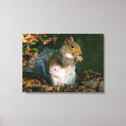 Grey Squirrel - Bute Park, Cardiff, Wales, VK Canvas Afdruk (Voorkant)