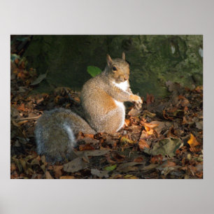 Grey Squirrel - Bute Park, Cardiff, Wales, VK Poster