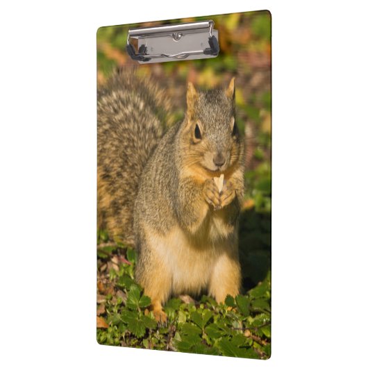 Grey Squirrel, eten, pinda, Crystal Springs Klembord (Links)