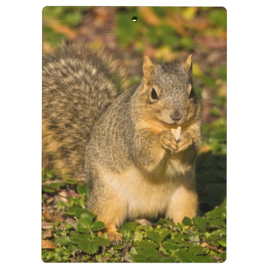 Grey Squirrel, eten, pinda, Crystal Springs Klembord (Achterkant)