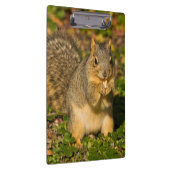 Grey Squirrel, eten, pinda, Crystal Springs Klembord (Rechts)